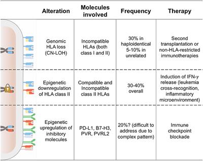 Mechanisms of Leukemia Immune Evasion and Their Role in Relapse After Haploidentical Hematopoietic Cell Transplantation